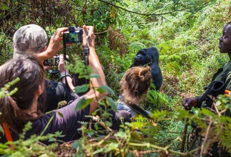 Gorilla Trekking Safaris