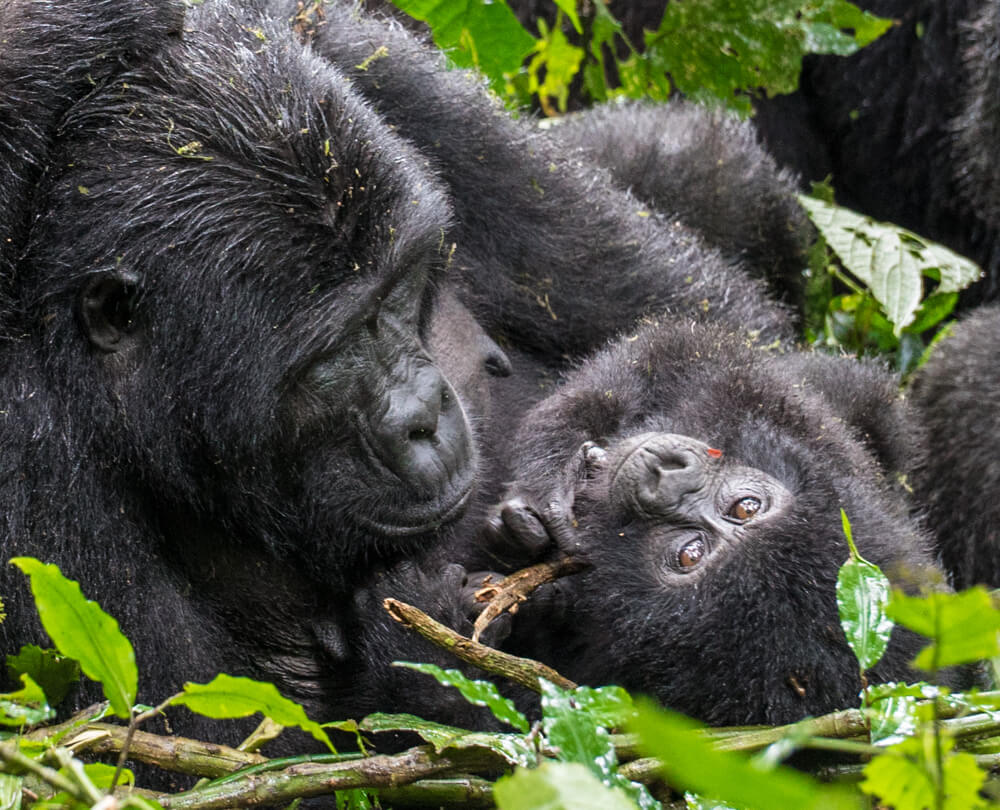 Gorilla Trekking