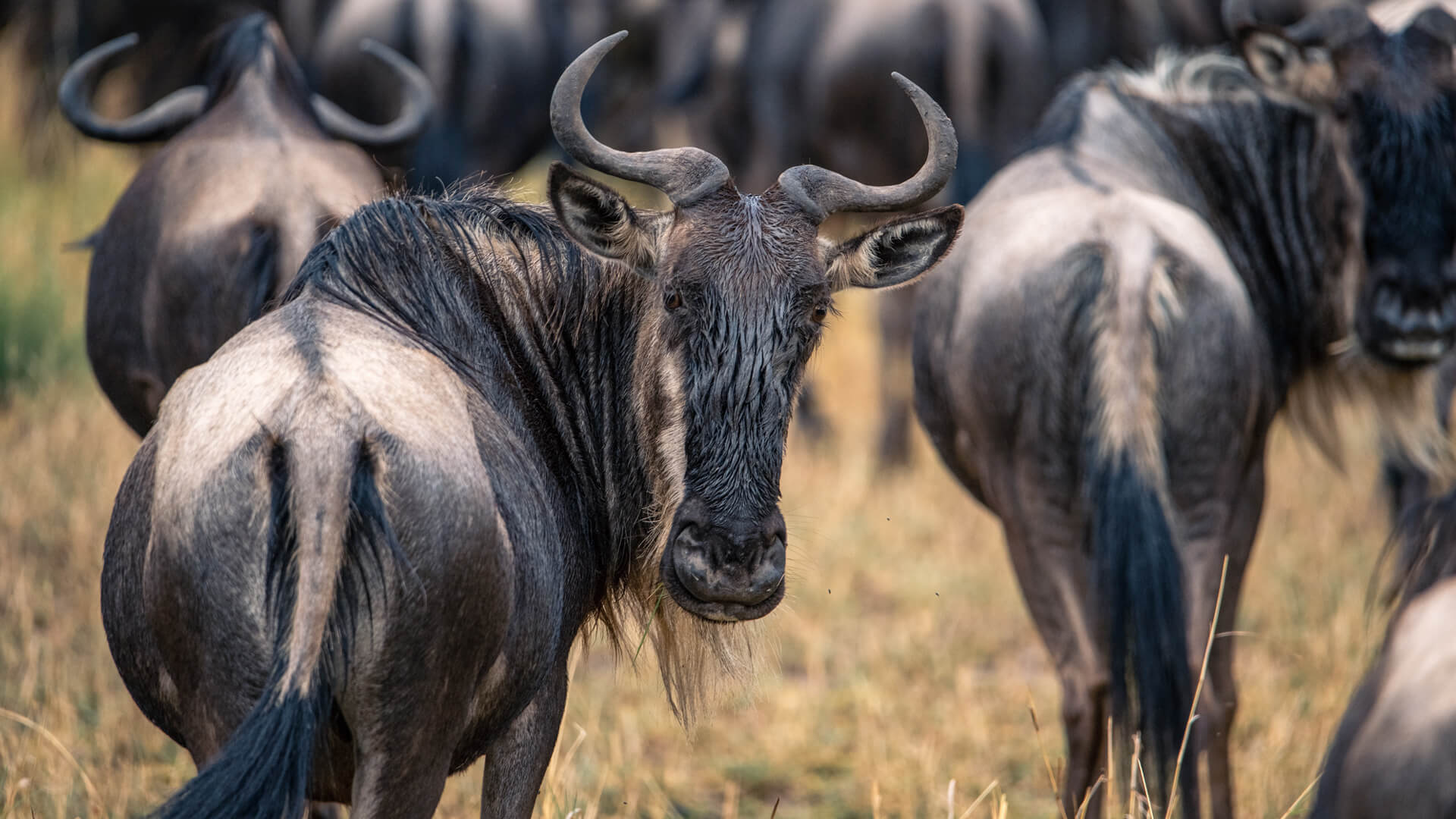 Great Migration Wildebeest