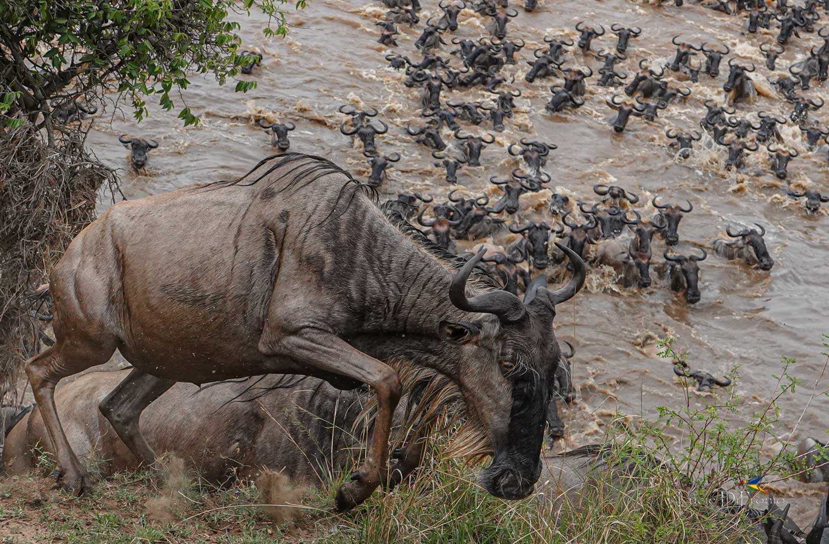 Great Wildebeest
