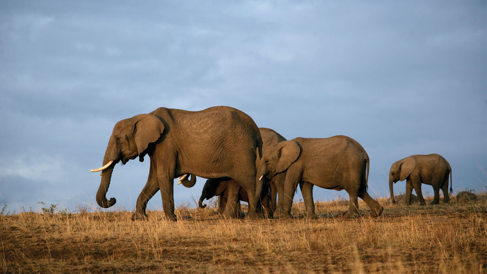 Herd-Of-Elephant-Tsavo