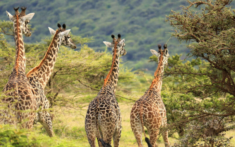 Katavi National Park