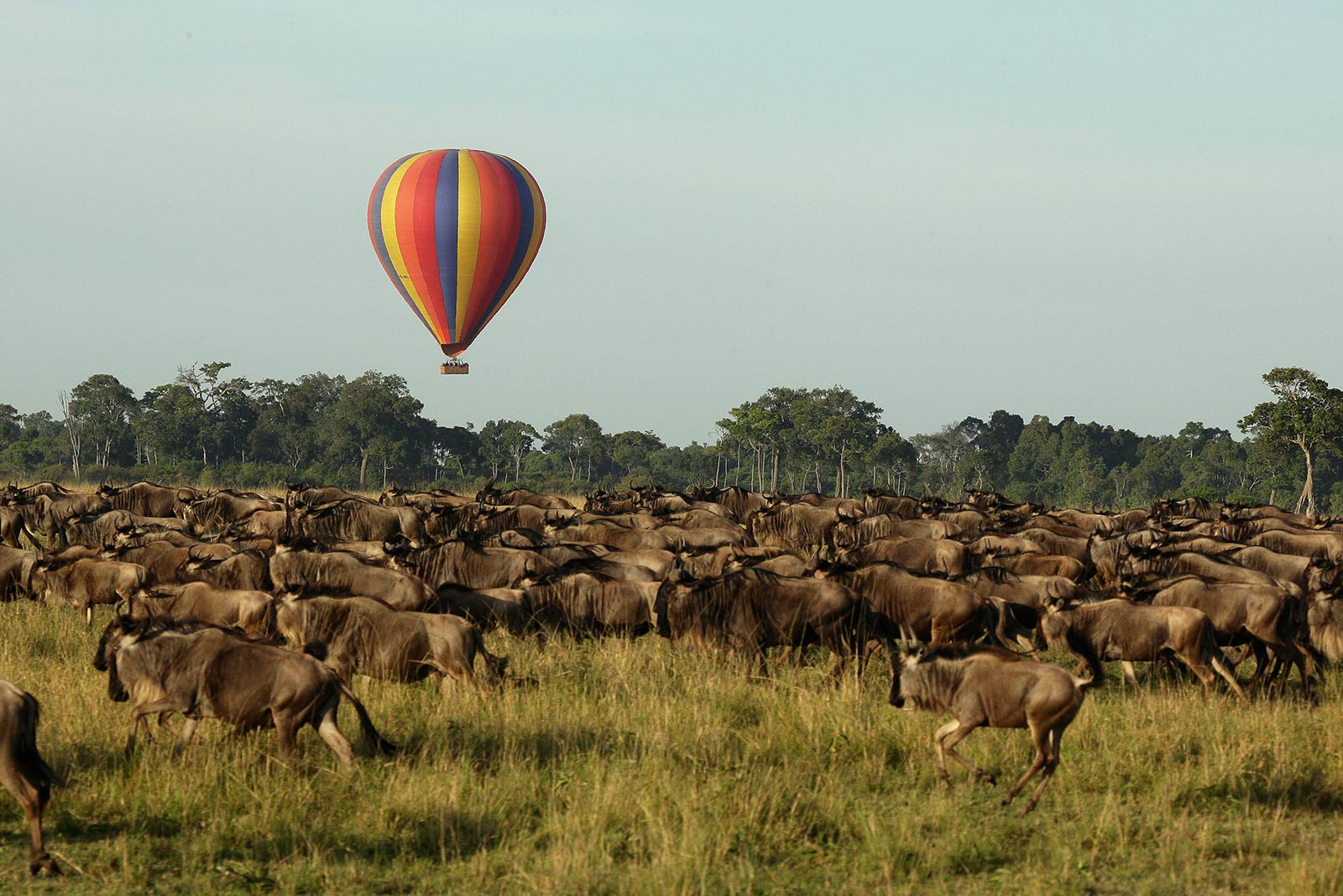 Kenya Great Migration Safaris