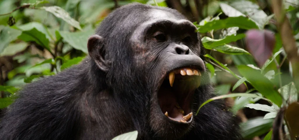 Kibale National Park