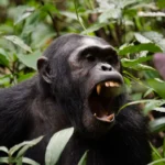 Kibale National Park