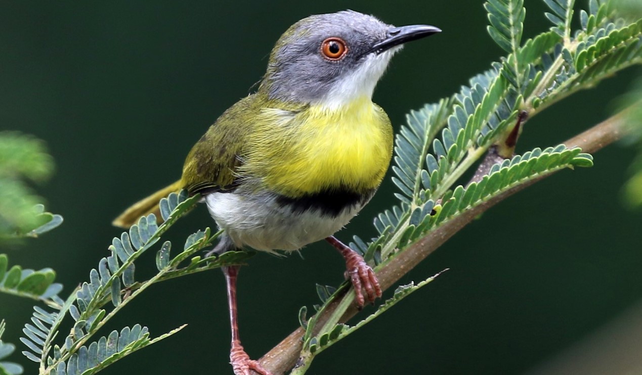 Kibale National Park