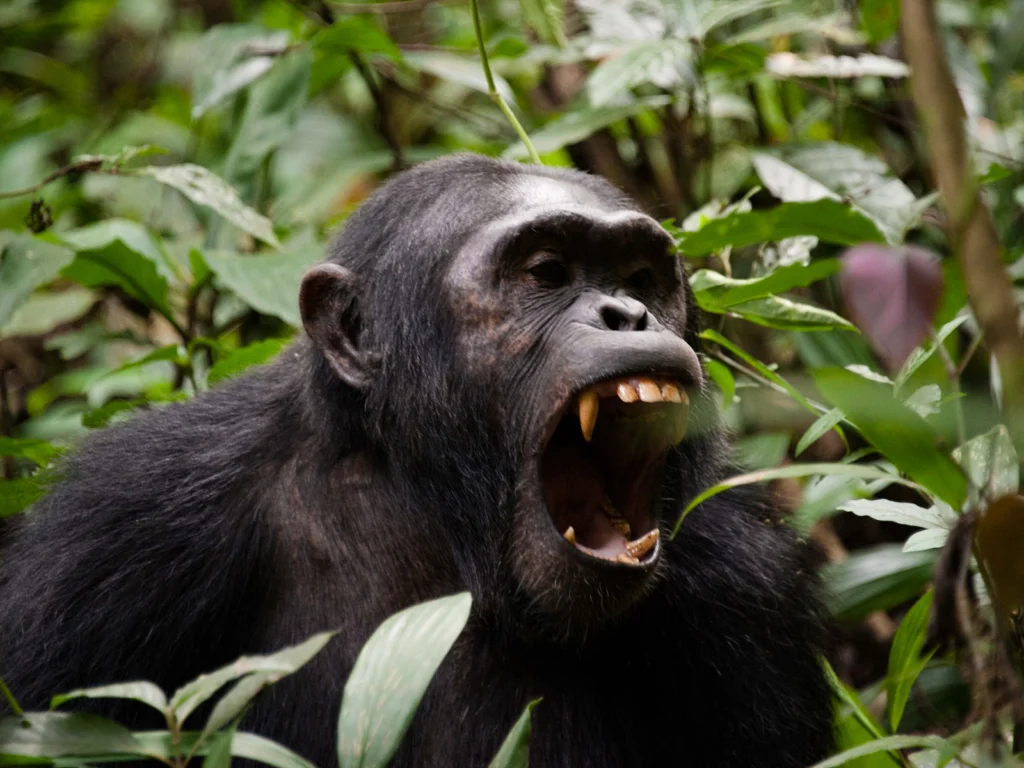 Kibale National Park