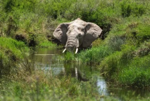 LGBTQ+ Africa Safaris