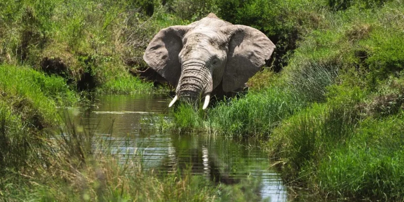 LGBTQ+ Africa Safaris LGBTQ+ Africa Safaris