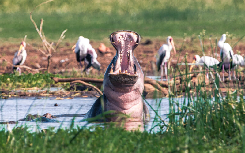 Lake Manyara National Park