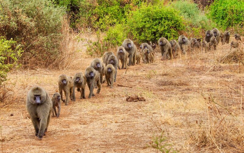 Lake Mburo National Park