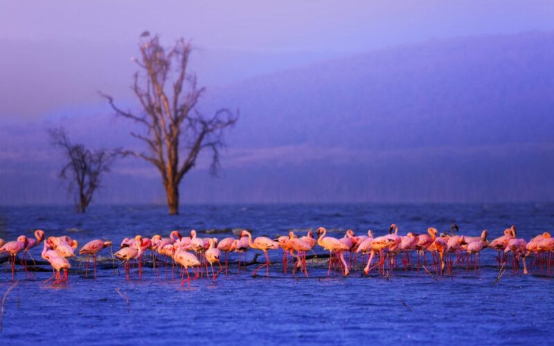 Lake Nakuru National Park