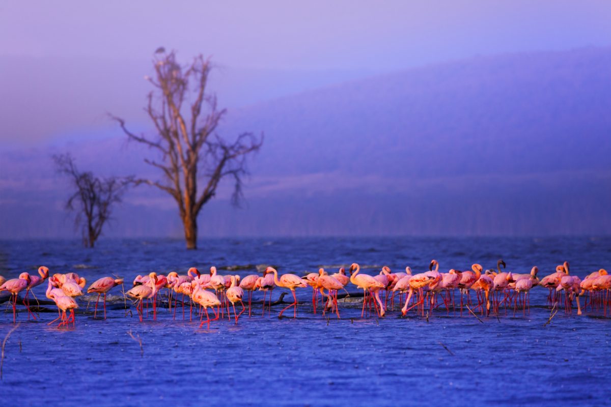 Lake Nakuru National Park
