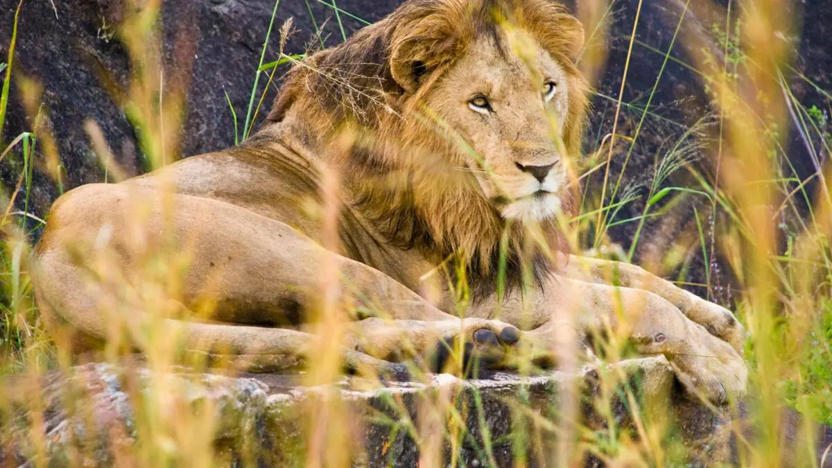 Long Uganda Safaris