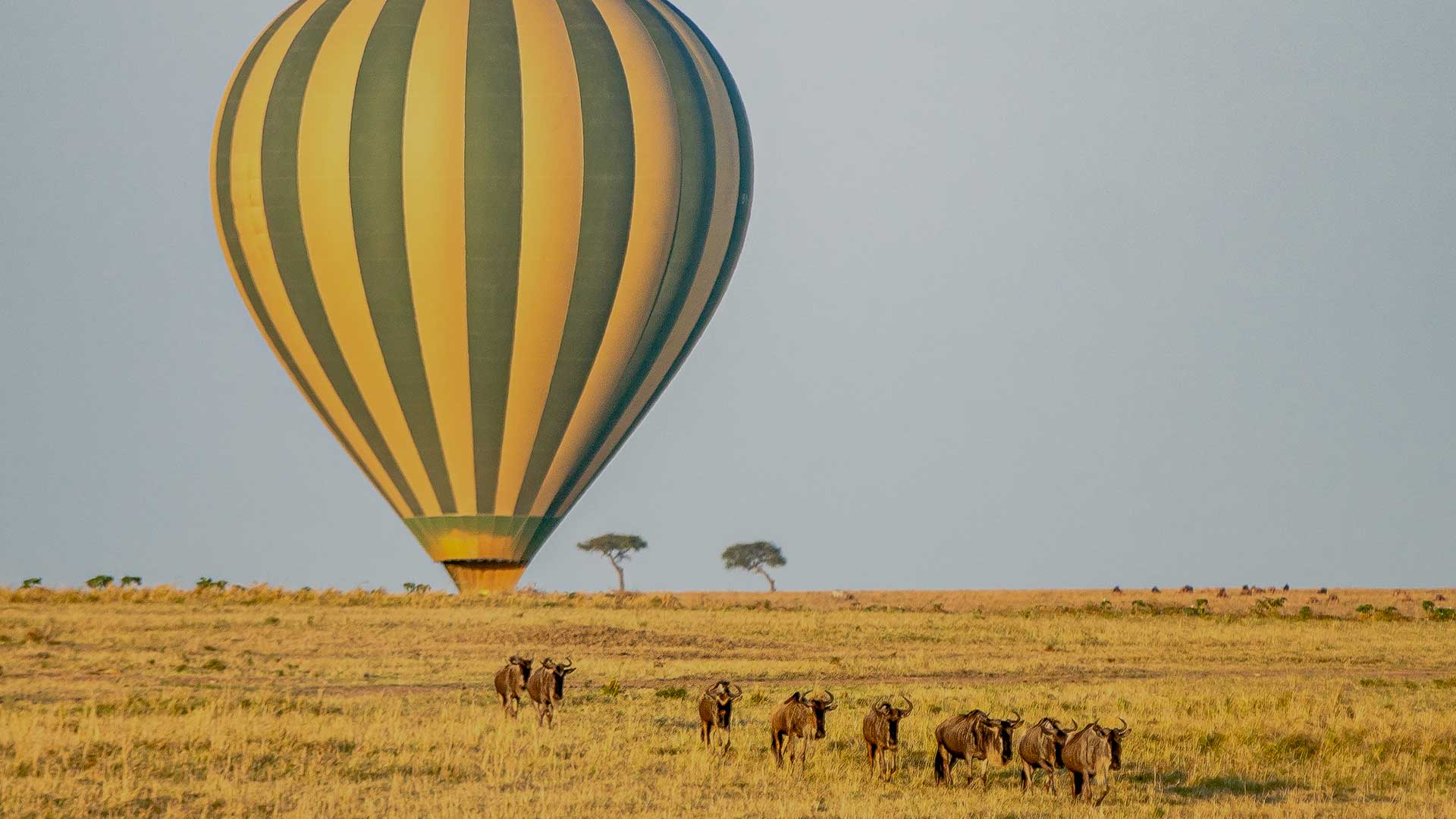 Maasai Mara
