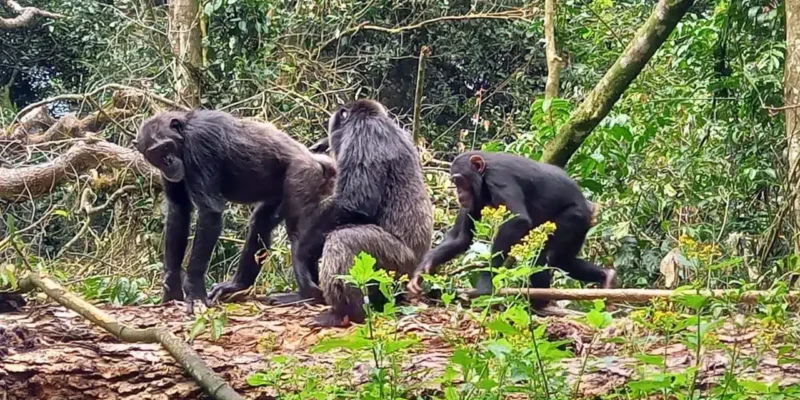 Mahale Mountains national Park Mahale Mountains national Park