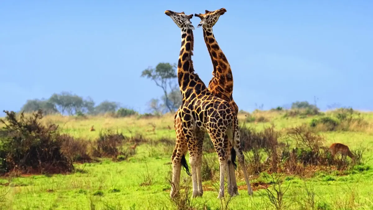 Murchison Falls National Park