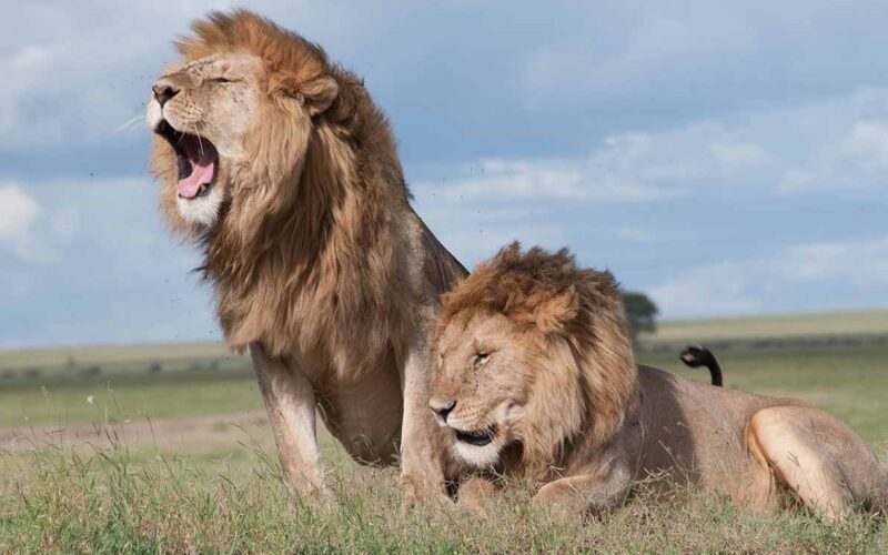 Nairobi National Park