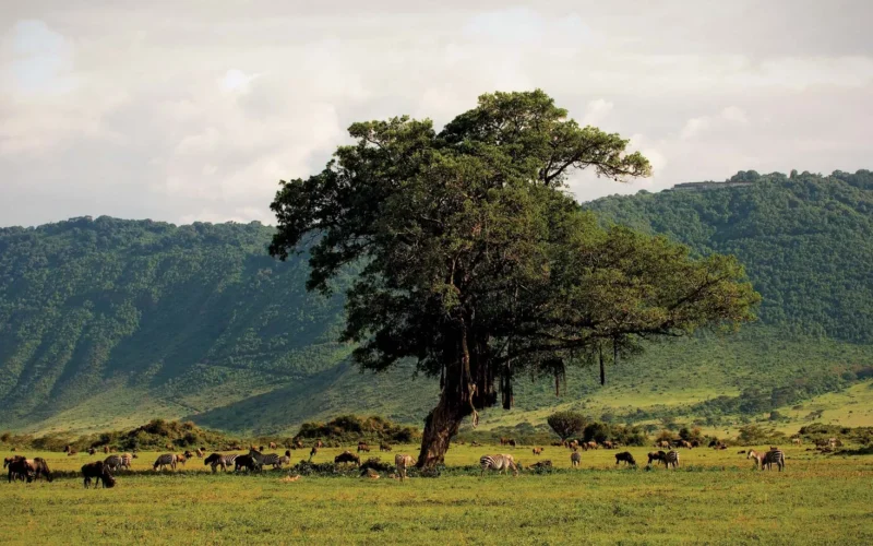 Ngorongoro Conservation Area