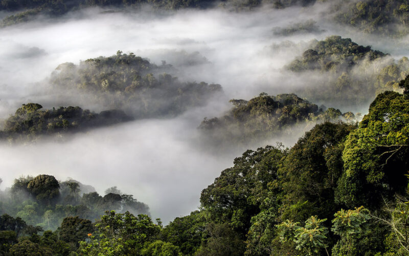 Nyungwe National Park