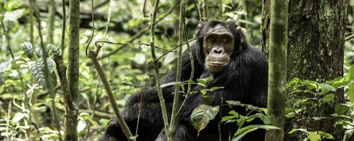 Primates Safaris Africa