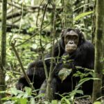 Primates Safaris Africa