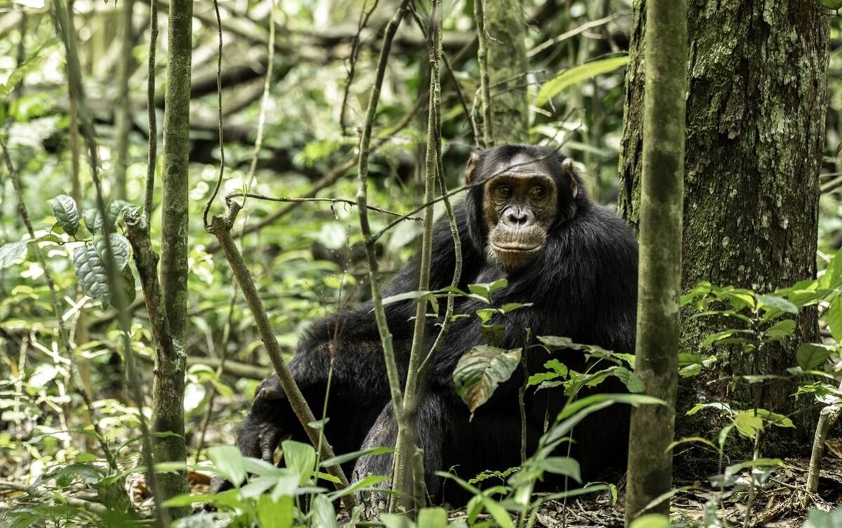 Primates Safaris Africa