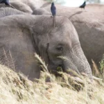 Queen Elizabeth National Park