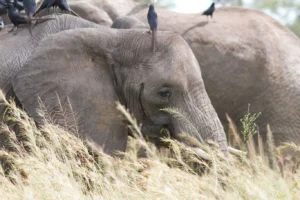 Queen Elizabeth National Park