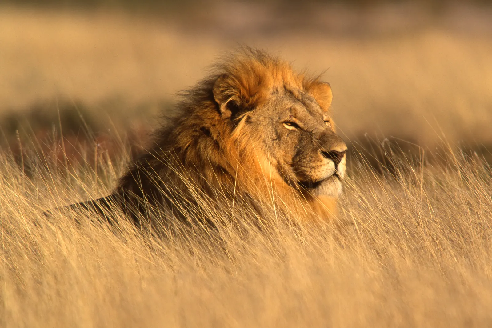 Royal Travel in Serengeti