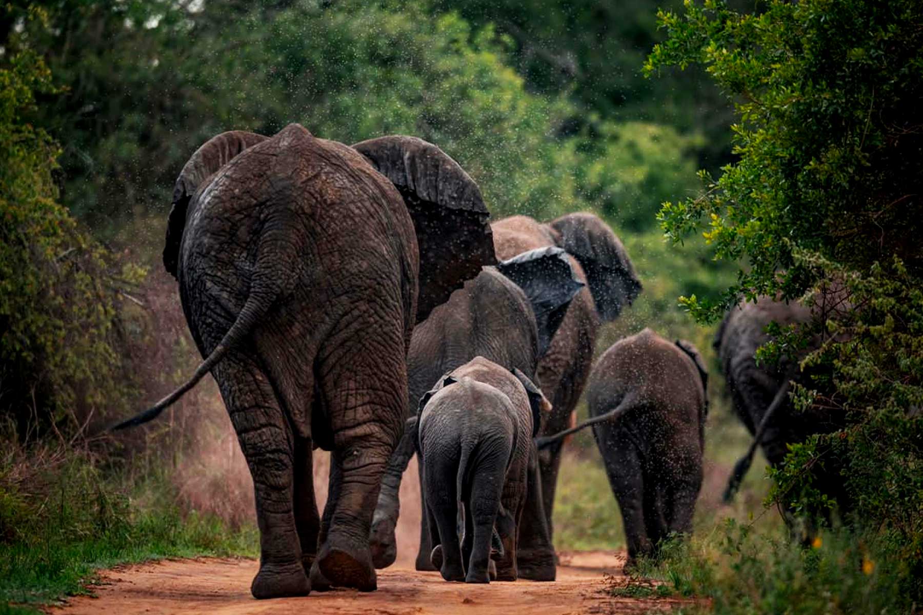 Rwanda Experiential Safaris