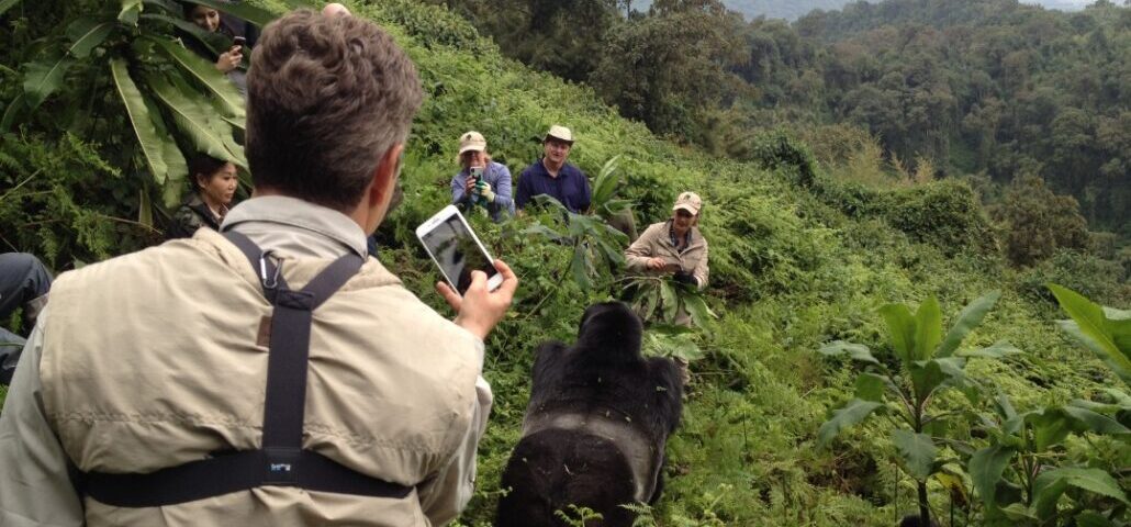 Rwanda Gorilla Trekking Safaris