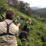 Rwanda Gorilla Trekking Safaris