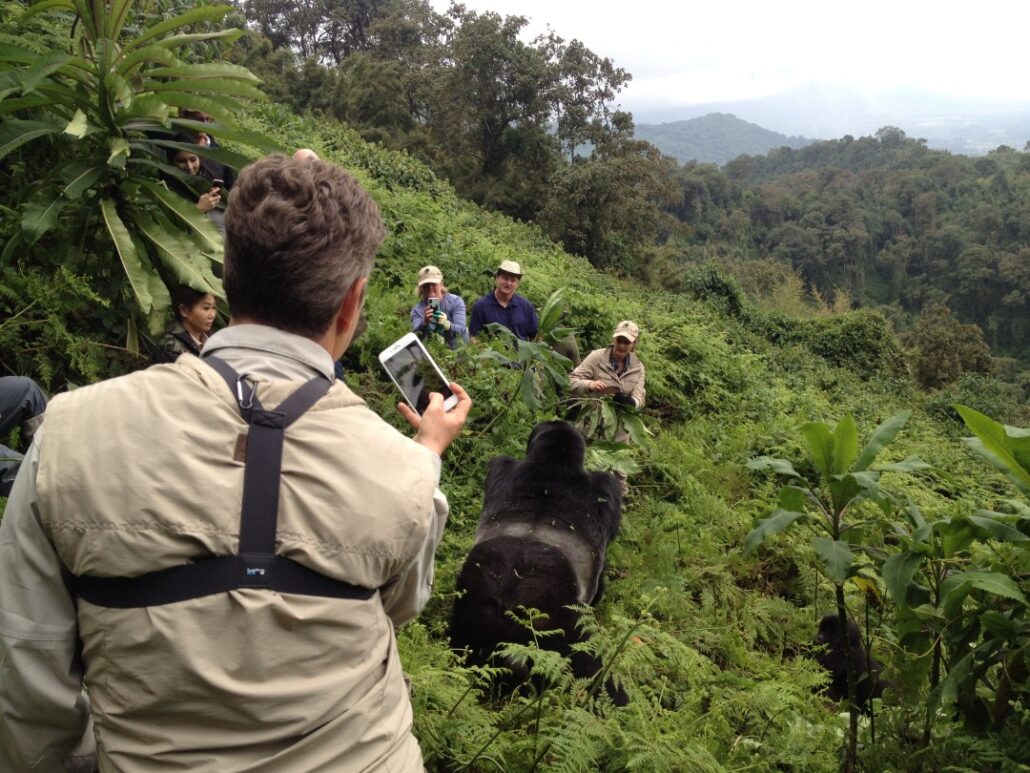 Rwanda Gorilla Trekking Safaris