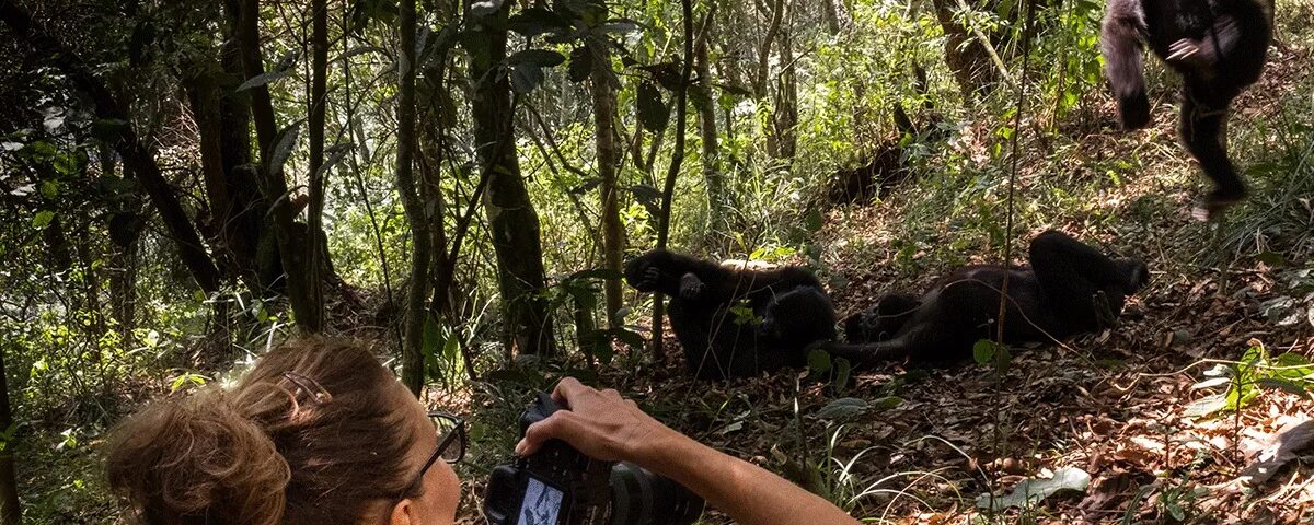 Rwanda Safaris