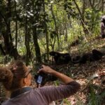 Rwanda Safaris