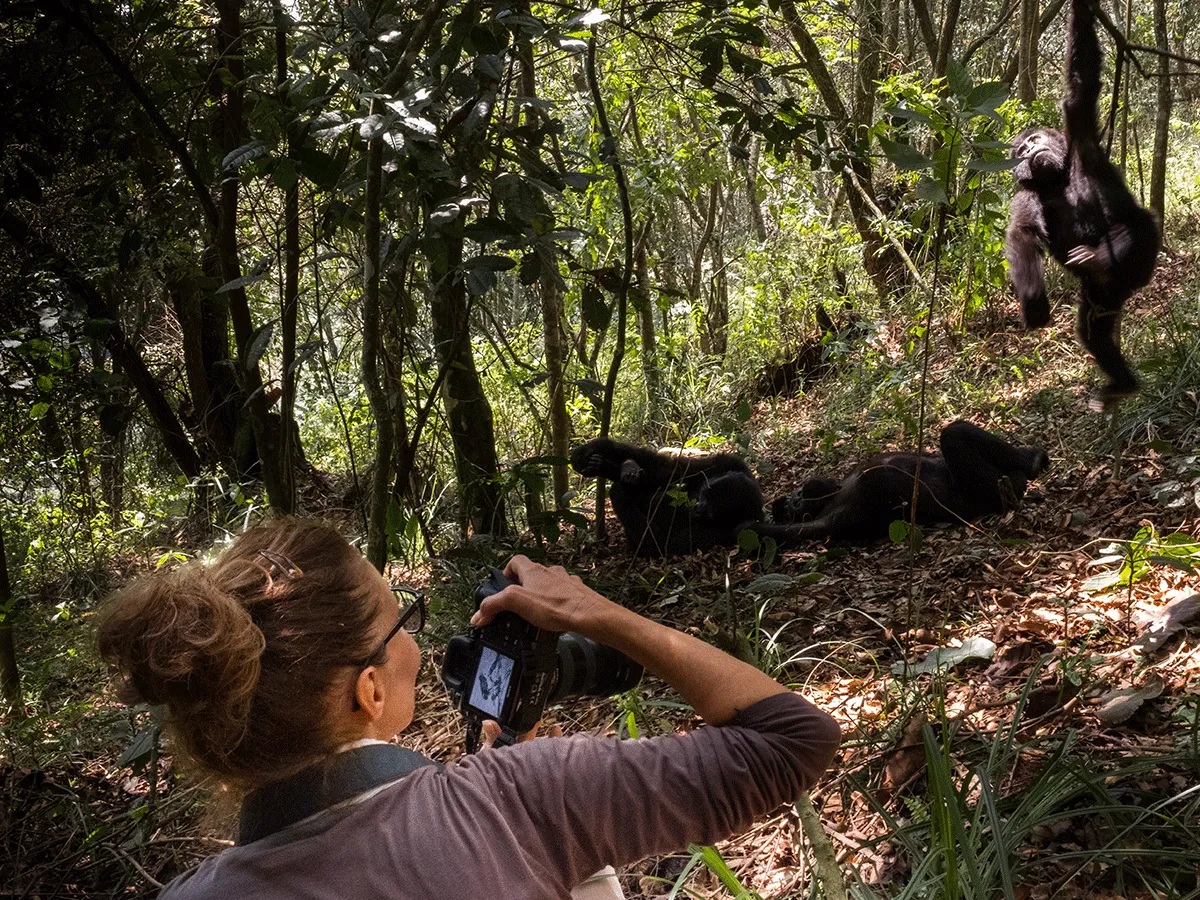 Rwanda Safaris