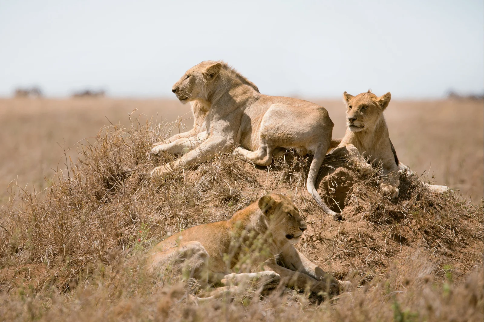 Serengeti