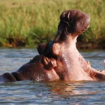 Short Uganda Safaris