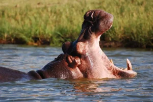 Short Uganda Safaris