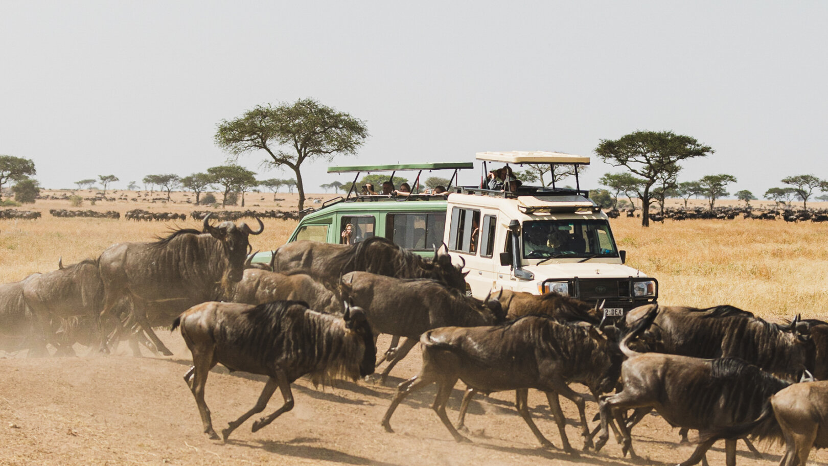 Tanzania Great Wildebeest Migration Safari