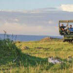 Tanzania Migration Safaris