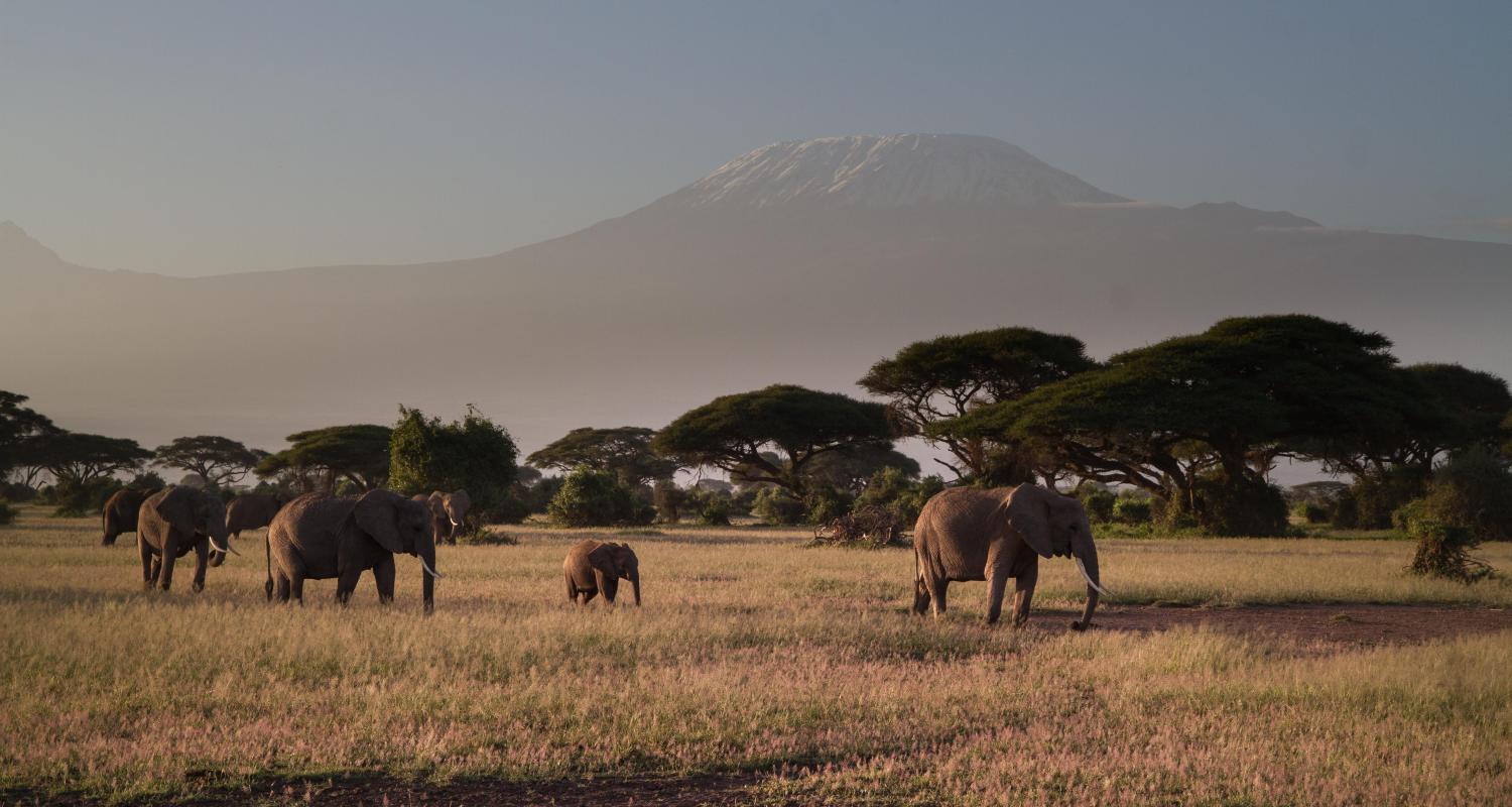 Tanzania Safaris
