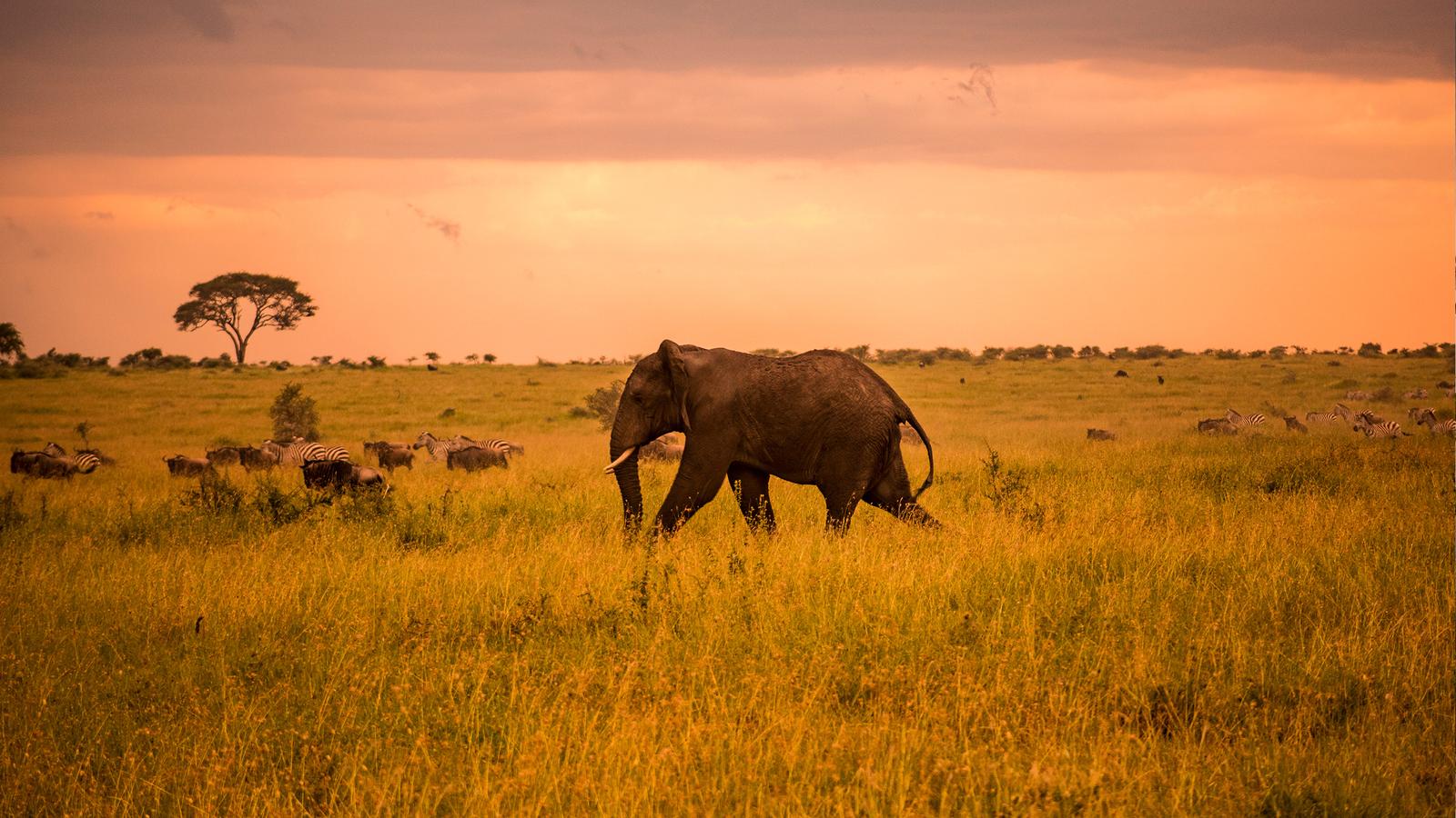 The Heartbeat of African Wilderness