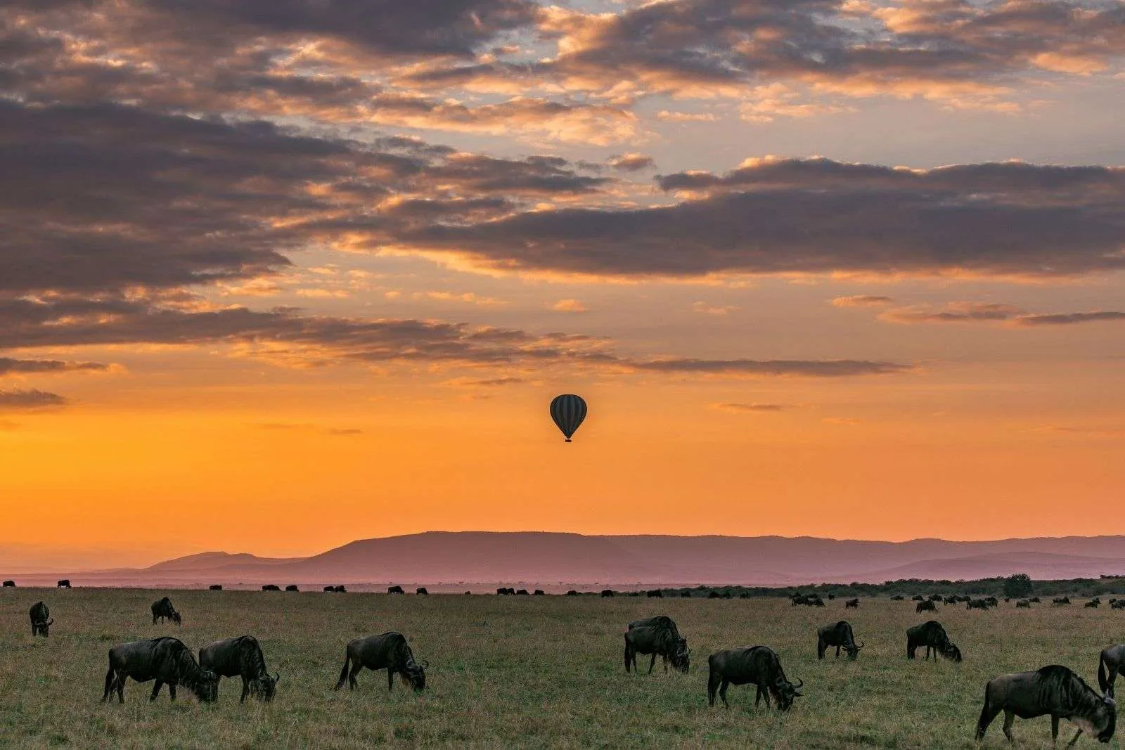 The Heartbeat of African Wilderness