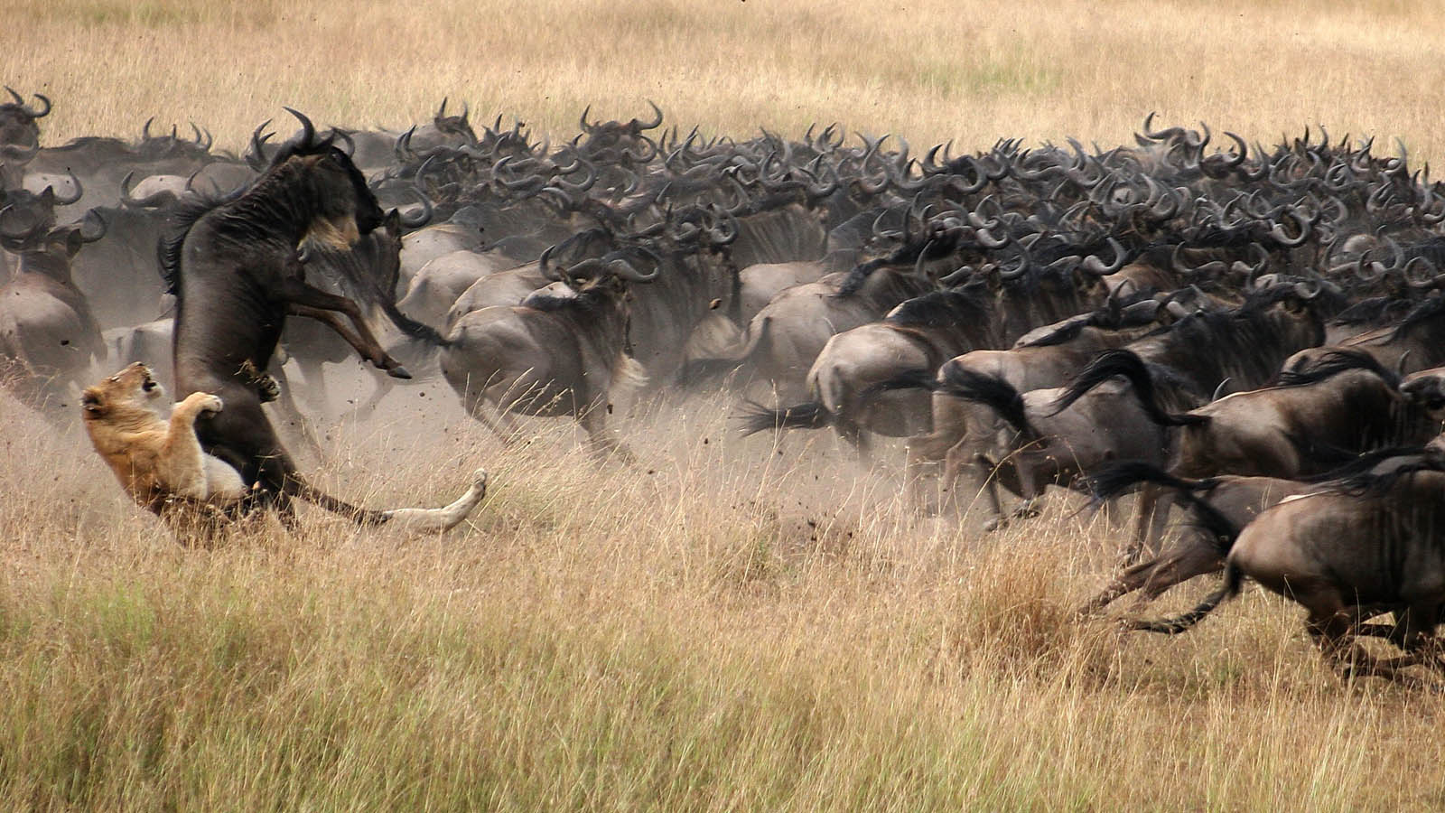The wildebeests Migration