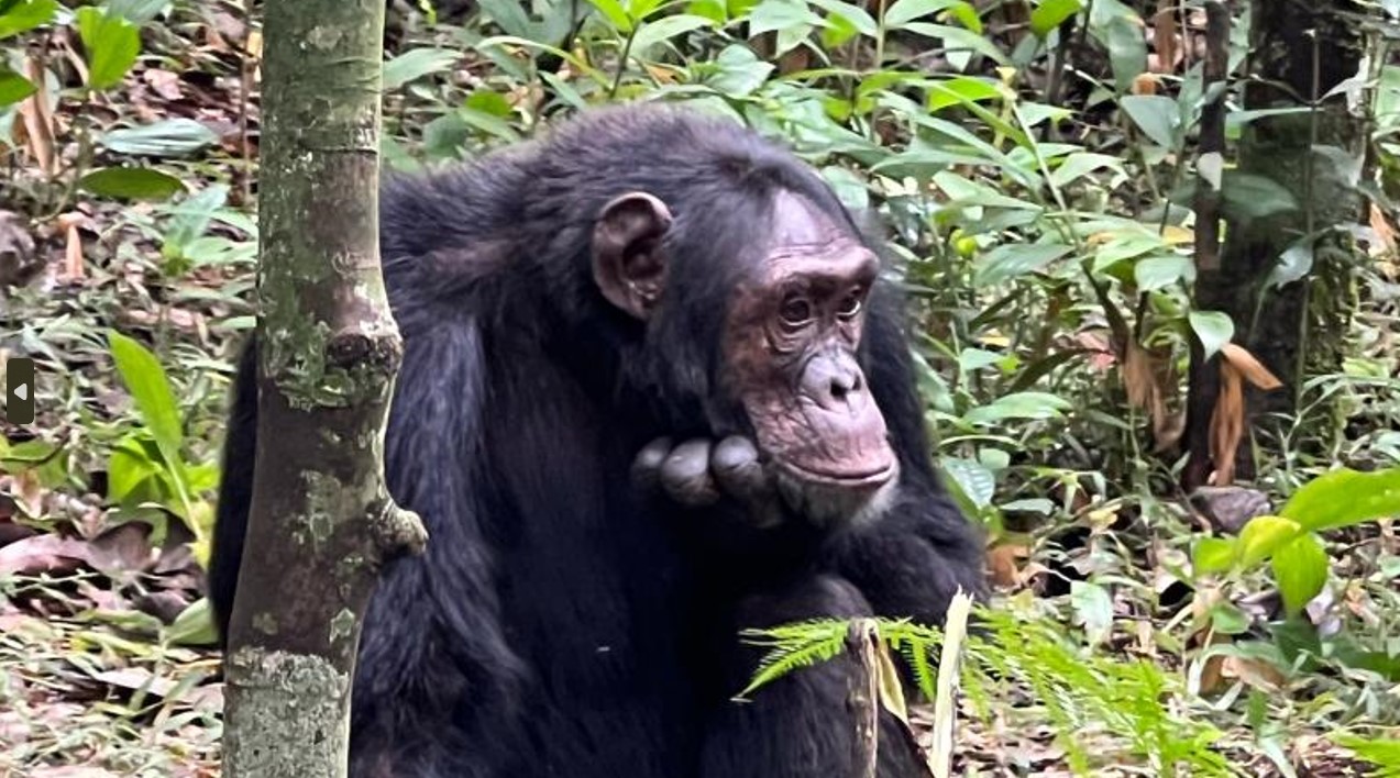 Uganda Chimpanzee Tracking Safaris