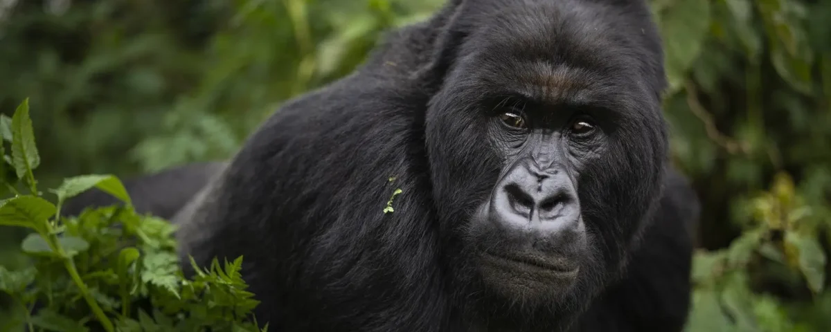 Uganda Gorilla Permits Cost Price