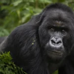 Uganda Gorilla Permits Cost Price