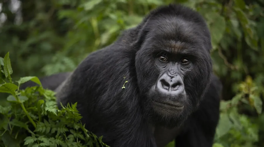 Uganda Gorilla Permits Cost Price